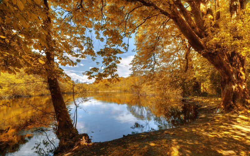 Autumn Trees by Lake — Yellow, Serene, Photograph, Sky, Reflection