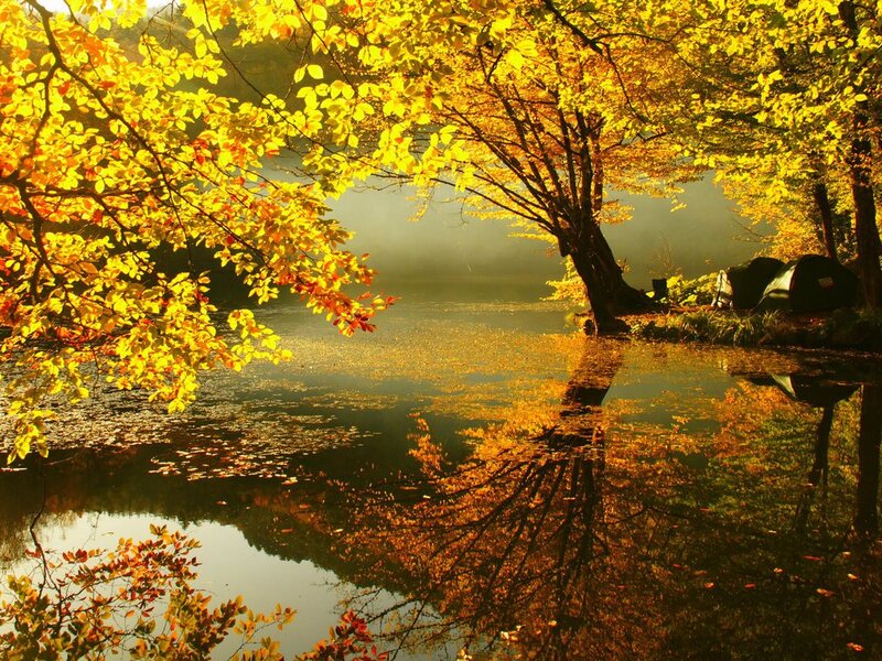 Autumn Trees by Lake — Yellow, Serene, Photograph, Tent