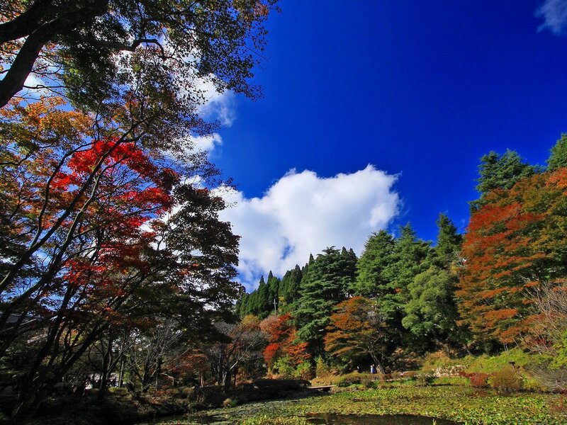 Autumn Trees by Pond — Blue, Serene, Photograph, Clouds, Sky