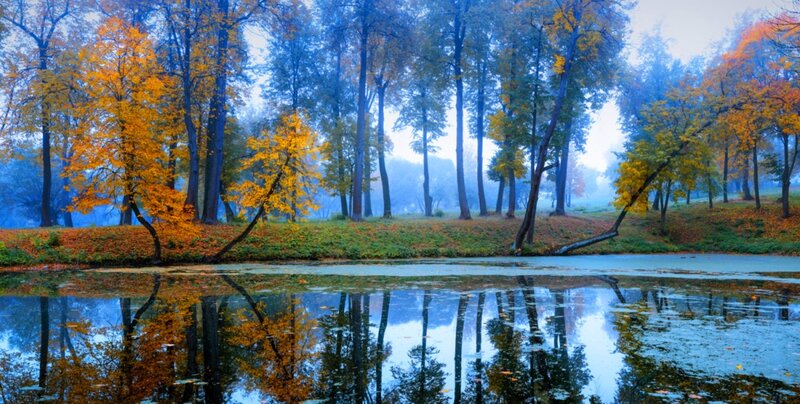 Autumn Trees by Pond — Blue, Serene, Photograph, Fog
