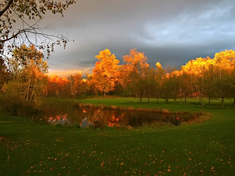 Autumn Trees by Pond — Green, Dramatic, Sunset, Photograph