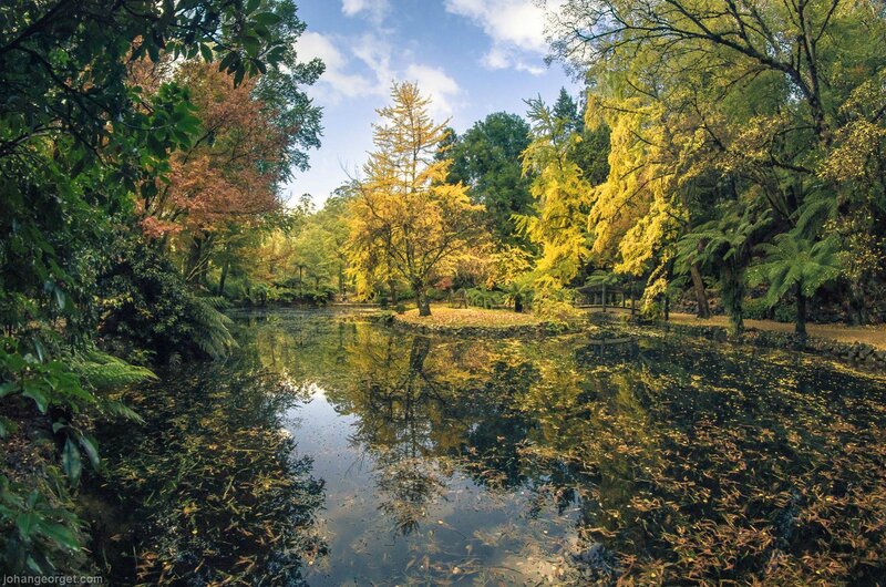 Autumn Trees by Pond — Green, Serene, Photograph, Fallen Leaves