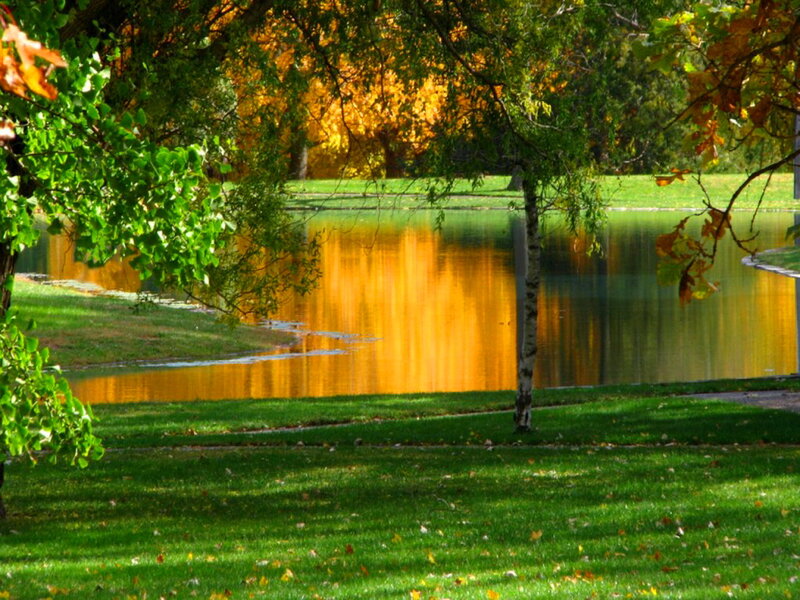 Autumn Trees by Pond — Green, Serene, Photograph, Grass, Leaves