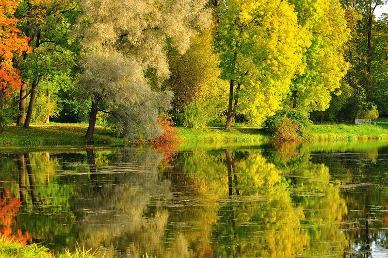 Autumn Trees by Pond — Green, Serene, Photograph, Reflection, Bench
