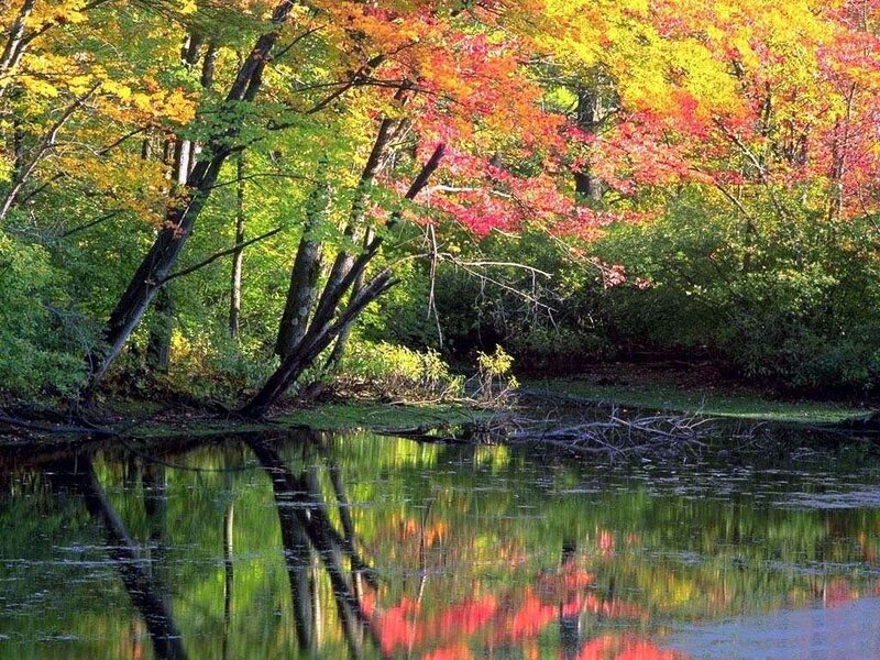 Autumn Trees by Pond — Green, Serene, Photograph, Reflection