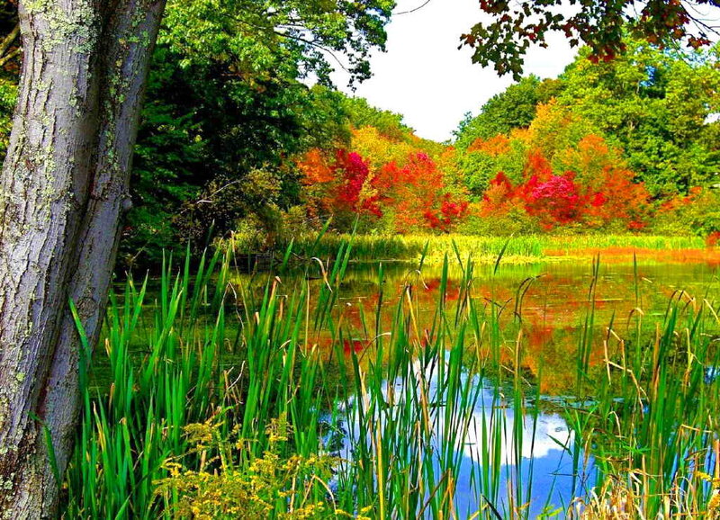 Autumn Trees by Pond — Green, Serene, Photograph