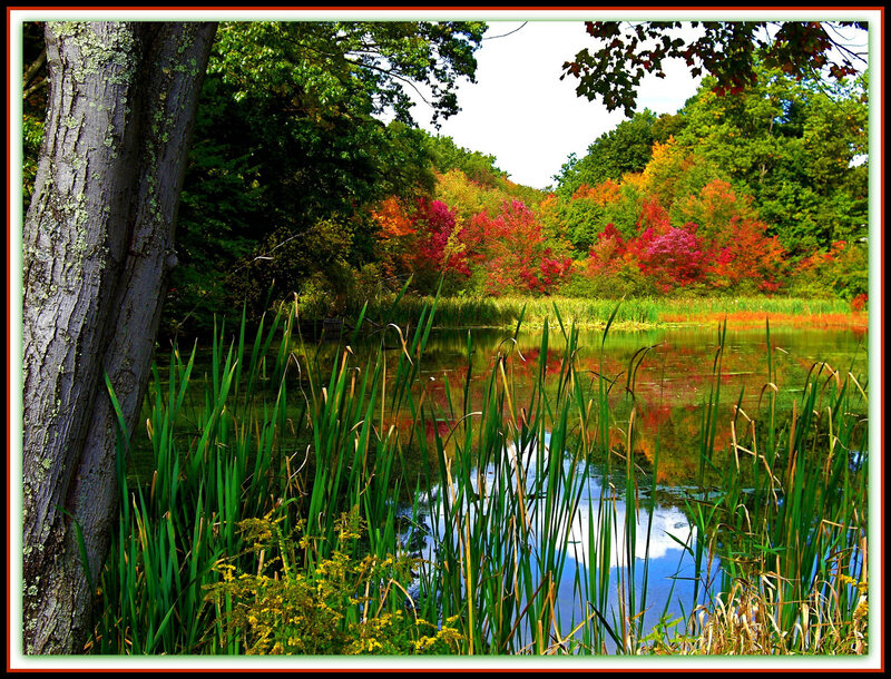 Autumn Trees by Pond — Green, Serene, Photograph, Tree, Reeds, Forest