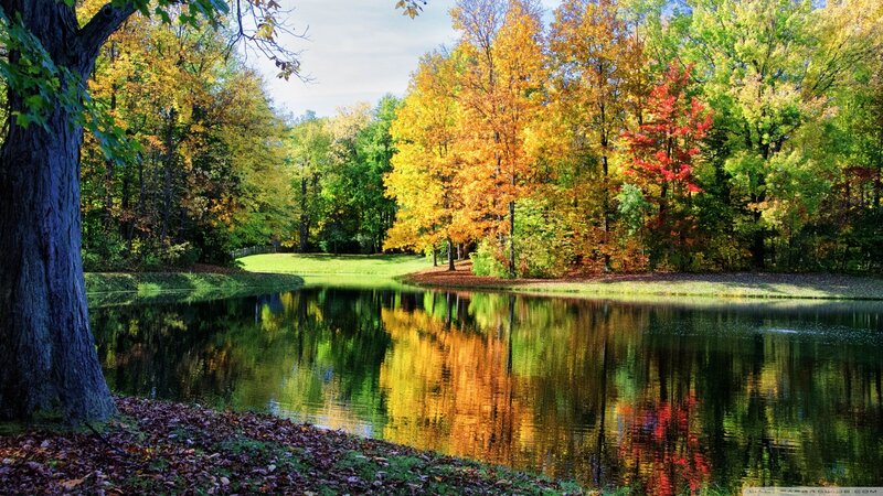 Autumn Trees by Pond — Green, Serene, Photograph, Tree