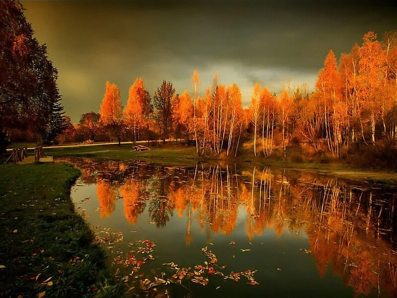 Autumn Trees by Pond — Orange, Dramatic, Photograph