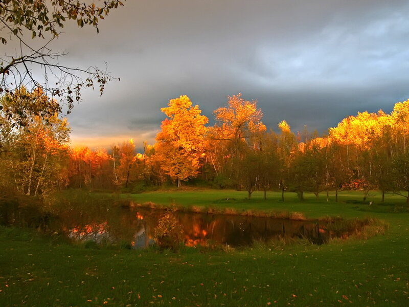 Autumn Trees by Pond — Orange, Dramatic, Sunset, Photograph