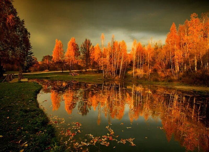 Autumn Trees by Pond — Orange, Dramatic