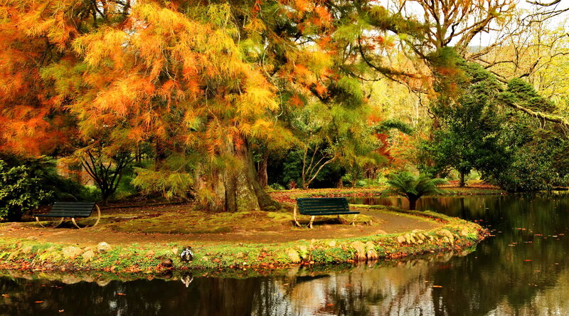 Autumn Trees by Pond — Orange, Serene, Photograph, Bench
