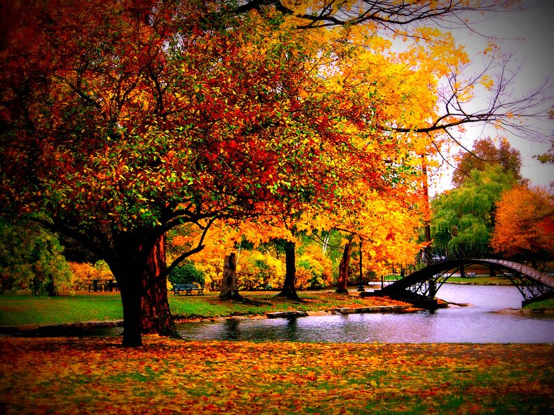 Autumn Trees by Pond — Orange, Serene, Photograph, Bridge