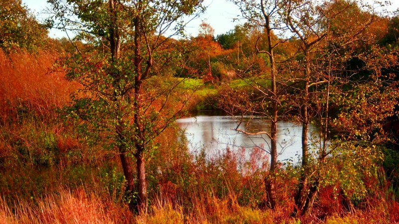 Autumn Trees by Pond — Orange, Serene, Photograph, Grass
