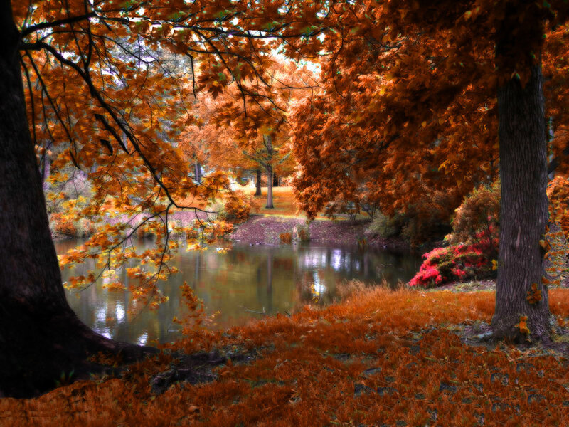 Autumn Trees by Pond — Orange, Serene, Photograph, Leaves, Bush