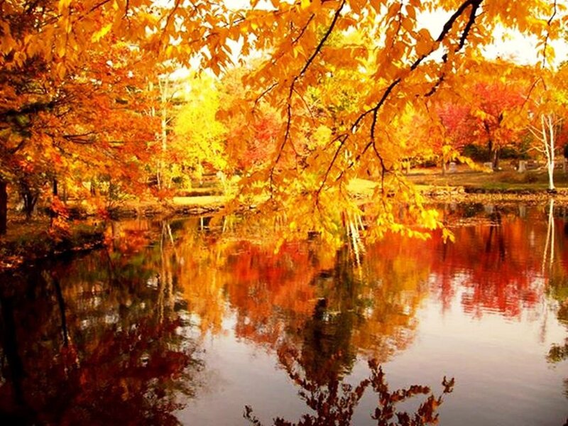 Autumn Trees by Pond — Orange, Serene, Photograph, Leaves, Reflection