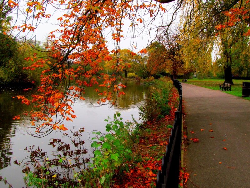 Autumn Trees by Pond — Orange, Serene, Photograph, Path, Bench