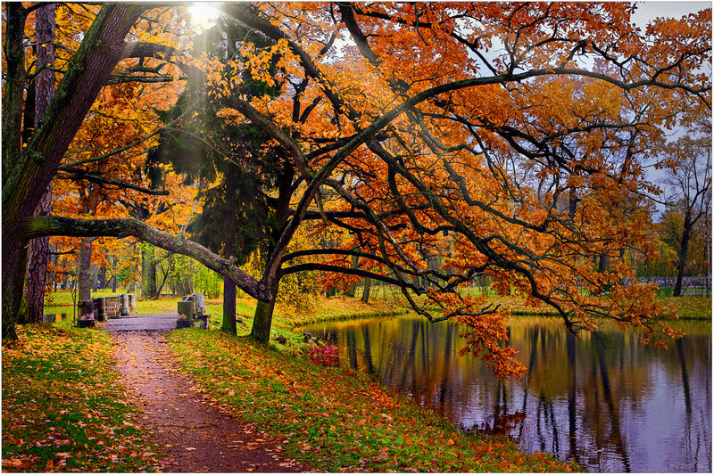 Autumn Trees by Pond — Orange, Serene, Photograph, Path, Leaves