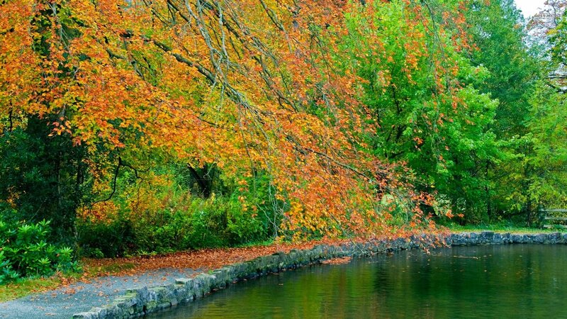 Autumn Trees by Pond — Orange, Serene, Photograph, Path