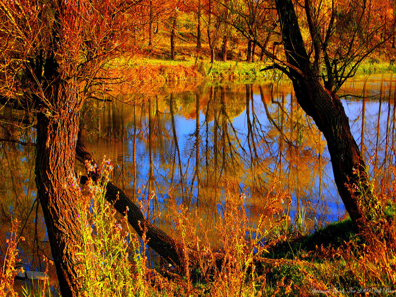 Autumn Trees by Pond — Orange, Serene, Photograph, Reflection