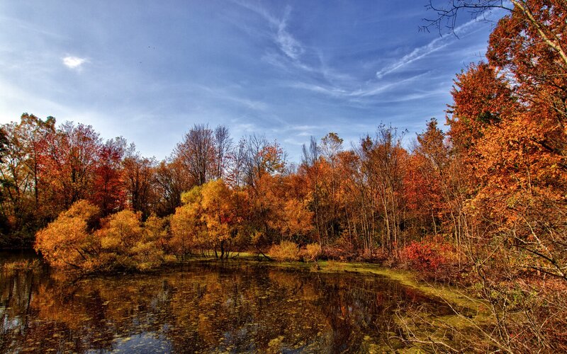 Autumn Trees by Pond — Orange, Serene, Photograph, Sky, Blue