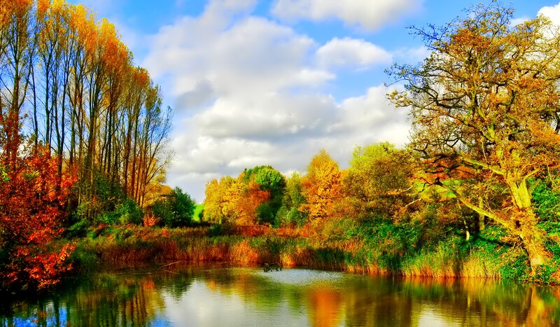 Autumn Trees by Pond — Orange, Serene, Photograph, Sky, Clouds
