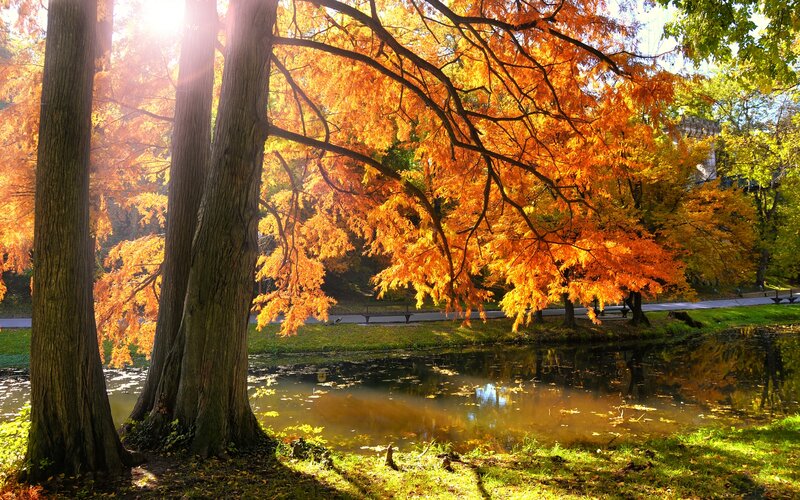 Autumn Trees by Pond — Orange, Serene, Photograph, Sunlight