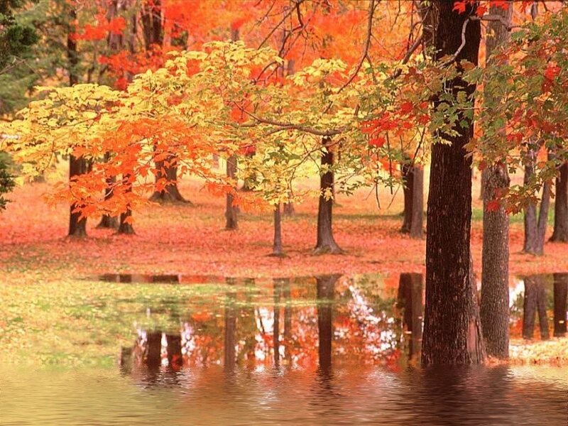 Autumn Trees by Pond — Orange, Serene, Photograph