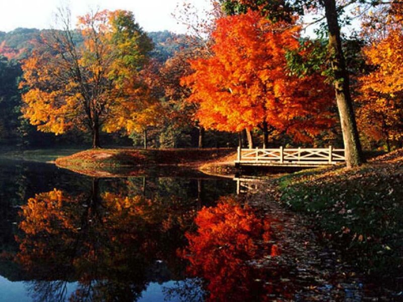 Autumn Trees by Pond — Orange