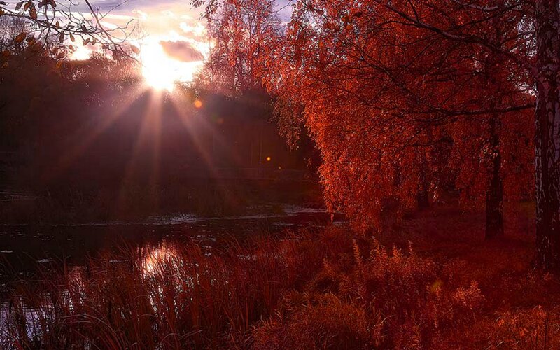 Autumn Trees by Pond — Red, Dramatic