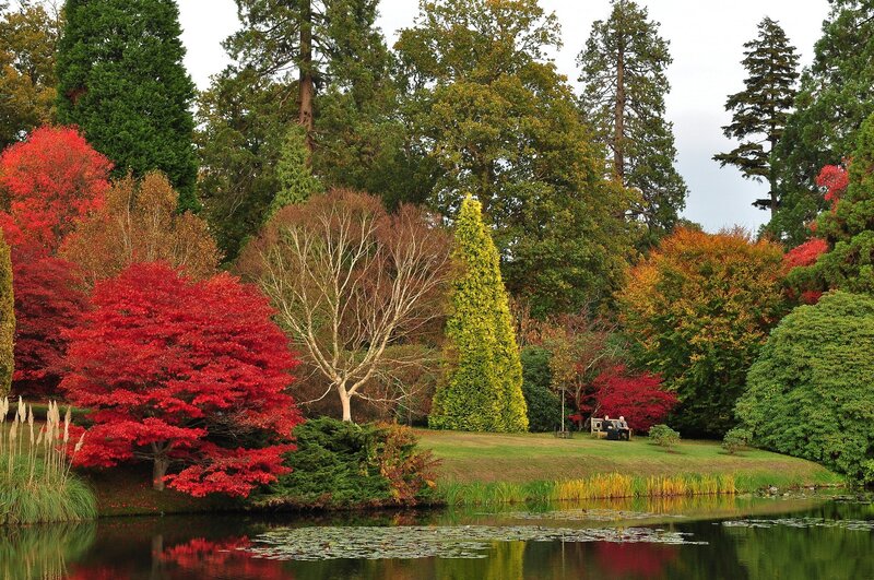 Autumn Trees by Pond — Red, Serene, Photograph, Bench, Lily Pads