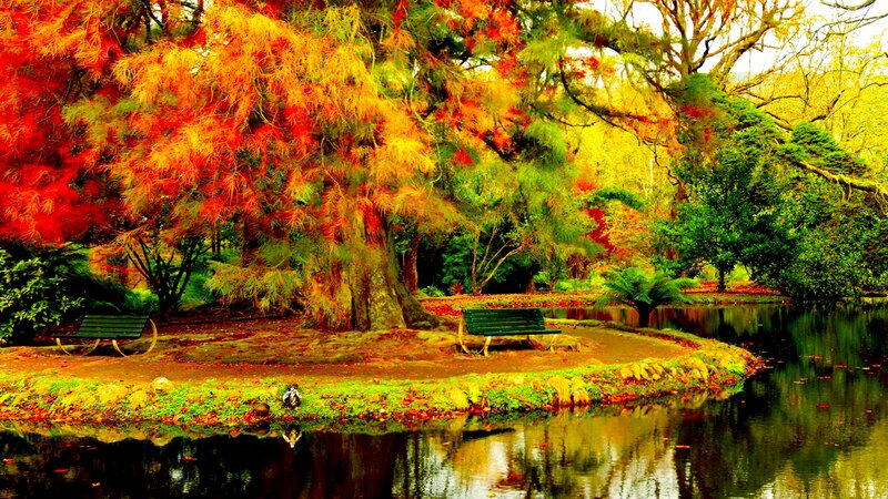 Autumn Trees by Pond — Red, Serene, Photograph, Bench
