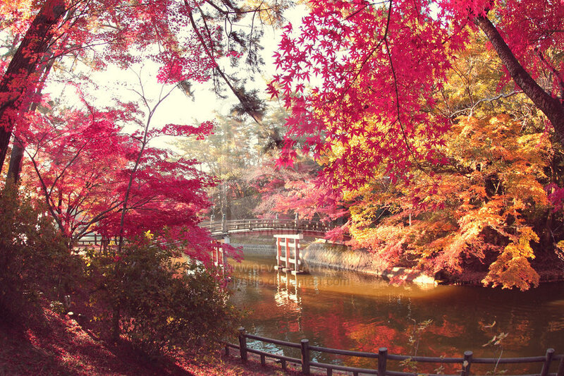 Autumn Trees by Pond — Red, Serene, Photograph, Bridge