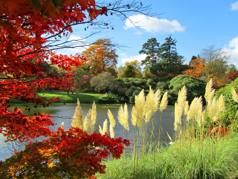 Autumn Trees by Pond — Red, Serene, Photograph, Grass, Sky
