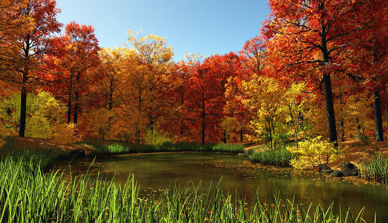 Autumn Trees by Pond — Red, Serene, Photograph, Grass