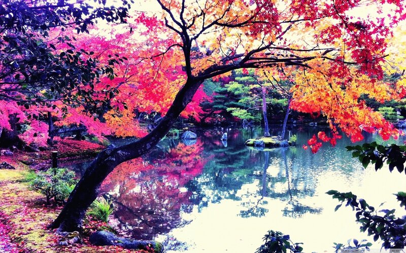 Autumn Trees by Pond — Red, Serene, Photograph, Leaves, Rocks