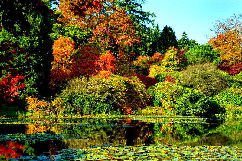 Autumn Trees by Pond — Red, Serene, Photograph, Lily Pads