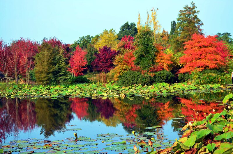 Autumn Trees by Pond — Red, Serene, Photograph, Lotus Leaves