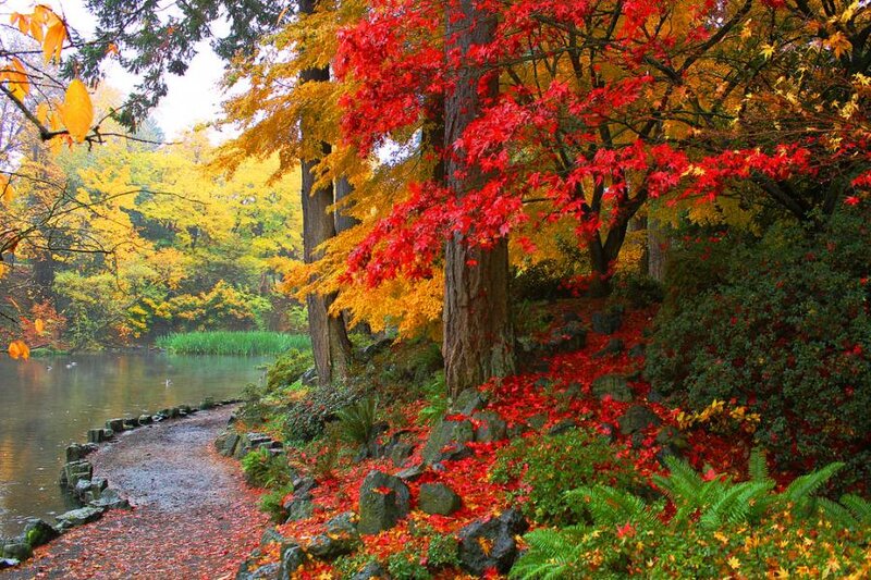 Autumn Trees by Pond — Red, Serene, Photograph, Path