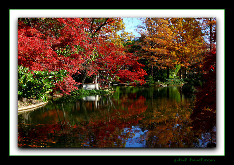 Autumn Trees by Pond — Red, Serene, Photograph, Reflection, Garden