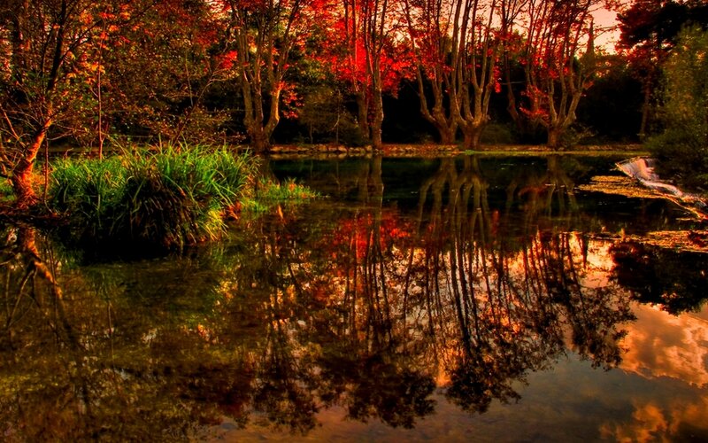 Autumn Trees by Pond — Red, Serene, Photograph, Reflection