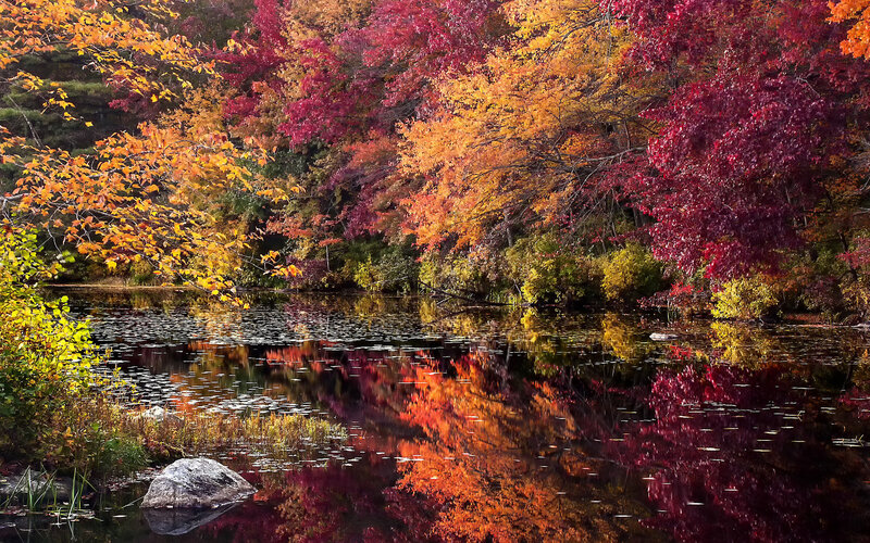 Autumn Trees by Pond — Red, Serene, Photograph, Rock, Leaves