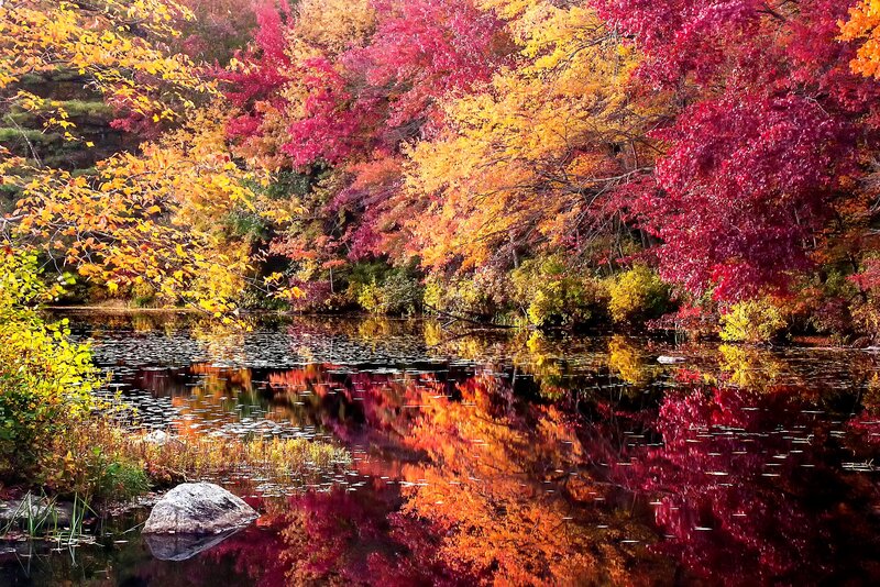 Autumn Trees by Pond — Red, Serene, Photograph, Rock