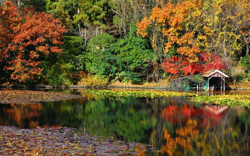 Autumn Trees by Pond — Red, Serene, Photograph, Shed, Lily Pads