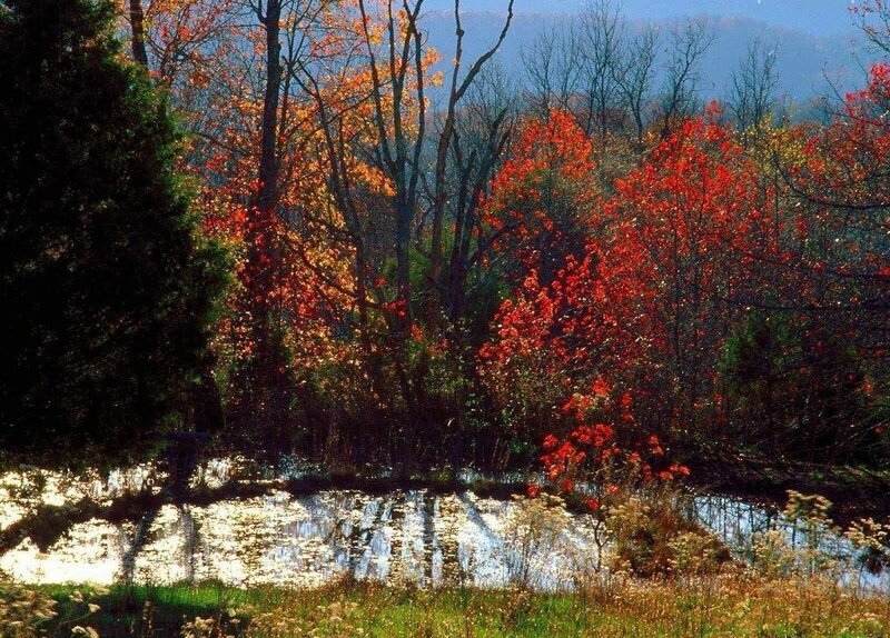 Autumn Trees by Pond — Red, Serene, Photograph