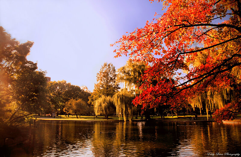 Autumn Trees by Pond — Red, Serene, Photograph, Willow