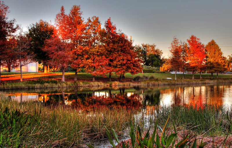 Autumn Trees by Pond — Red, Serene