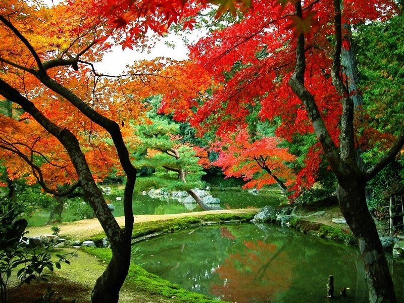 Autumn Trees by Pond — Red