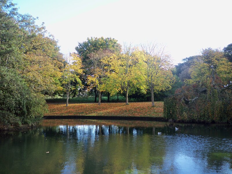 Autumn Trees by Pond
