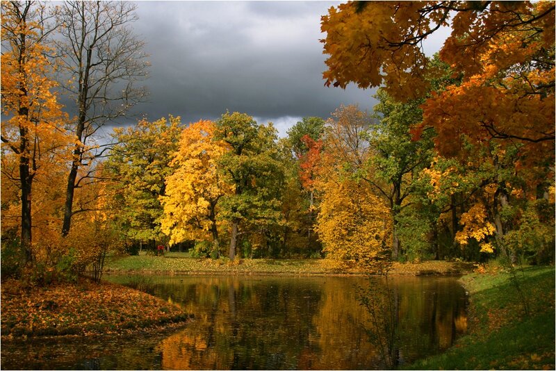 Autumn Trees by Pond — Yellow, Dramatic